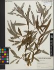 Foto von Salix pellita (Andersson) Bebb
